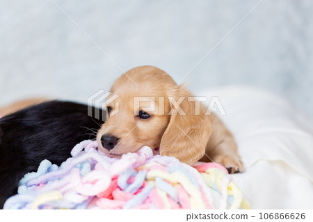 Puppy Kaninhen Dachshund 106866626