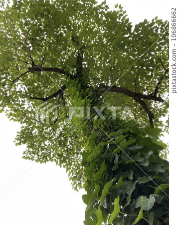多雲的天空,常春藤附著在夏日的街道樹上 多雲的天空,常春藤附著在夏日的街道樹上 106866662