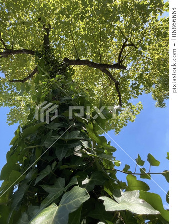 夏天陽光明媚的一天，常春藤纏繞在路邊的樹上 106866663