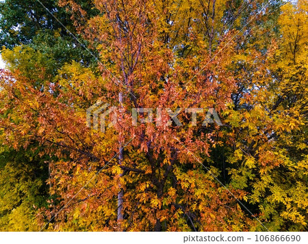 Autumn Wisconsin in USA 106866690