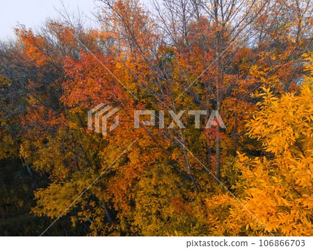 Autumn Wisconsin in USA 106866703