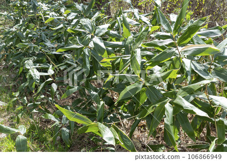 Bamboo leaf  106866949