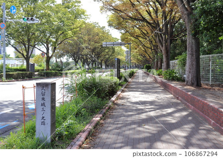 久留米城三之丸遺址（普利司通街）的櫸樹 106867294