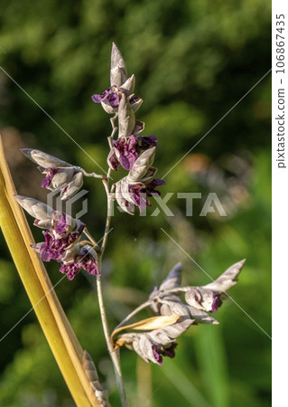 水美人蕉的紫色花朵，其葉子類似於美人蕉。 106867435