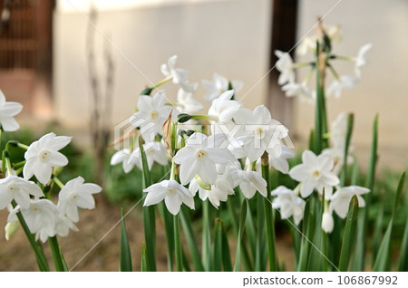 White daffodils in the inner temple of Taima temple 106867992