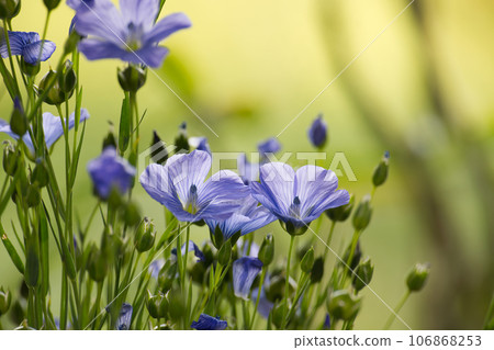 Flax (linseed) flower over blurred background Flax (linseed) flower over blurred background 106868253