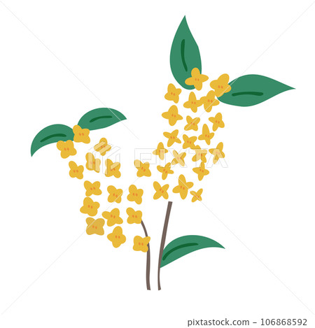 Osmanthus osmanthus Osmanthus osmanthus 106868592