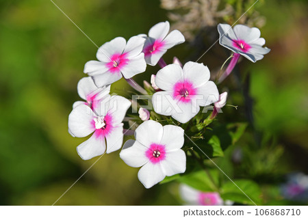 繡球花（開花草藥） 106868710