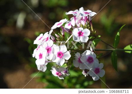繡球花（開花草藥） 106868711