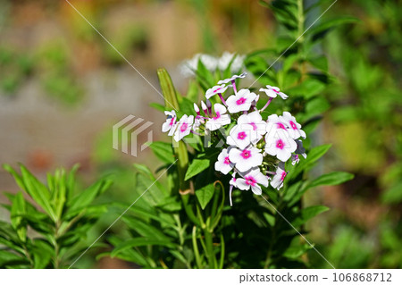繡球花（開花草藥） 106868712