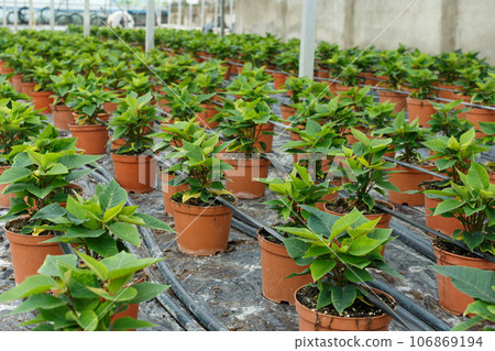 Seedlings of euphorbia pulcherrima growing in pots in sunny greenhouse 106869194