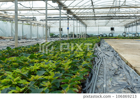 Seedlings of euphorbia pulcherrima and poinsettia pulcherrima growing in pots Seedlings of euphorbia pulcherrima and poinsettia pulcherrima growing in pots 106869213