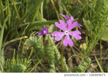 Primula 106869673