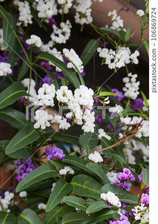 Orchid flowers blooming in the flowerbed Orchid flowers blooming in the flowerbed 106869724