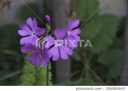 Primula 106869843