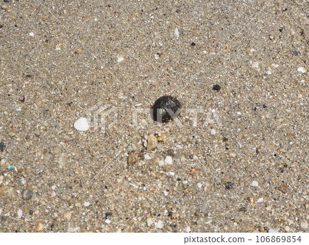 Stroll along the nearby coast, take a walk in the sea, and discover a hermit crab! A summer experience filled with living things Stroll along the nearby coast, take a walk in the sea, and discover a hermit crab! A summer experience filled with living things 106869854