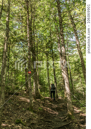 Girl hiking in the Forest near lake in La Mauricie National Park Quebec, Canada on a beautiful day Girl hiking in the Forest near lake in La Mauricie National Park Quebec, Canada on a beautiful day 106869901