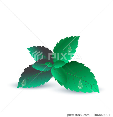 Fresh green mint leaf with water drop. Vector 106869997