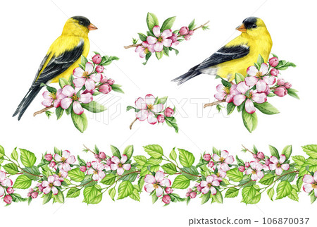 Springtime tender floral decorative set with goldfinch birds. Watercolor illustration. Hand drawn goldfinch with pink apple flowers, floral seamless border element collection. White background 106870037