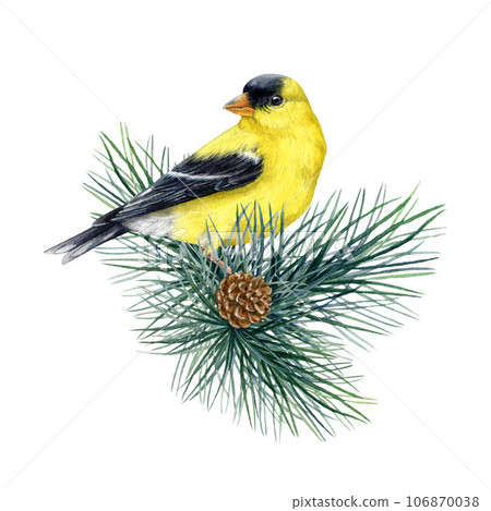Goldfinch bird on a pine branch. Watercolor illustration. Spinus tristis realistic detailed image. Hand drawn yellow goldfinch on a conifer branch decoration. Wildlife forest bird on white background 106870038