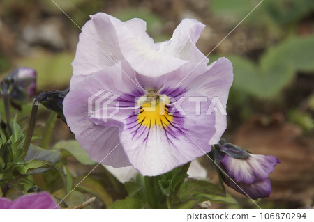 Pansy Pansy 106870294