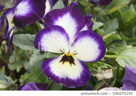 Pansy Pansy 106870295