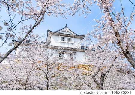 Okayama Tsuyama Castle ~Bicchu turret and cherry blossoms in full bloom~ Okayama Tsuyama Castle ~Bicchu turret and cherry blossoms in full bloom~ 106870821