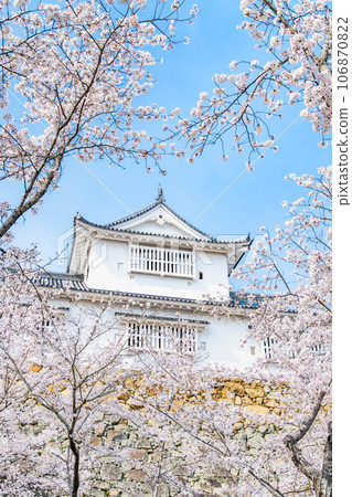 Okayama Tsuyama Castle ~Bicchu turret and cherry blossoms in full bloom~ Okayama Tsuyama Castle ~Bicchu turret and cherry blossoms in full bloom~ 106870822