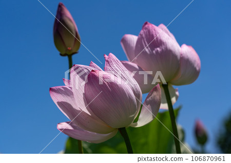 lotus flower in the blue sky 106870961