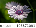 Osteospermum, whose beauty is enhanced by light and shadow Osteospermum, whose beauty is enhanced by light and shadow 106871001