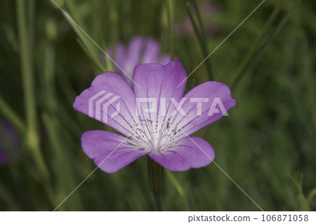 Muginadesico 106871058