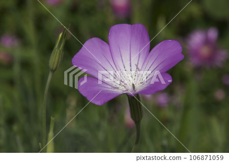 Muginadesico 106871059