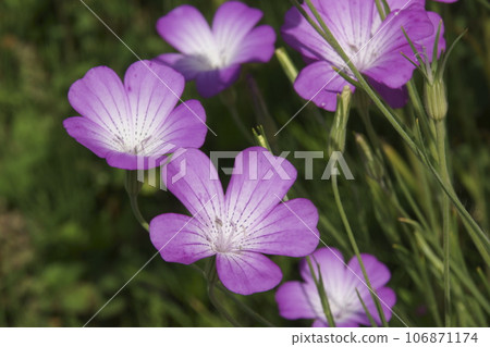 Muginadeshiko Muginadeshiko 106871174