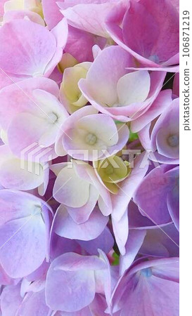 Smartphone wallpaper hydrangea beautiful calyx and buds Smartphone wallpaper hydrangea beautiful calyx and buds 106871219