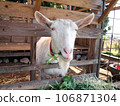 Goat eating grass 106871304
