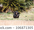 depressed chimpanzee 106871305