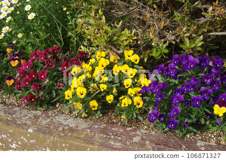 Viola Viola 106871327