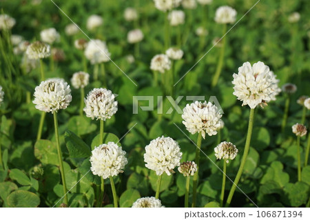 白三葉草 白三葉草 106871394