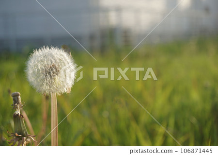蒲公英的絨毛 106871445