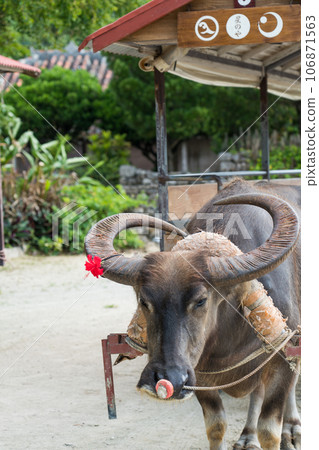 Taketomi Island Water Buffalo Cart Sightseeing 106871563
