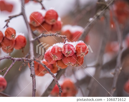 Frozen red apples covered with snow on a branch on a blured background Frozen red apples covered with snow on a branch on a blured background 106871612