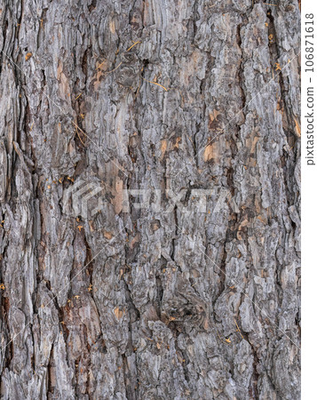 Old wood pine bark texture or background. Old wood pine bark texture or background. 106871618