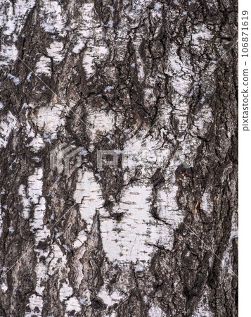 The texture of the birch bark. The texture of the birch bark. 106871619
