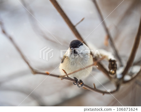 Cute bird the willow tit, song bird sitting on a branch without leaves in the winter. Cute bird the willow tit, song bird sitting on a branch without leaves in the winter. 106871624