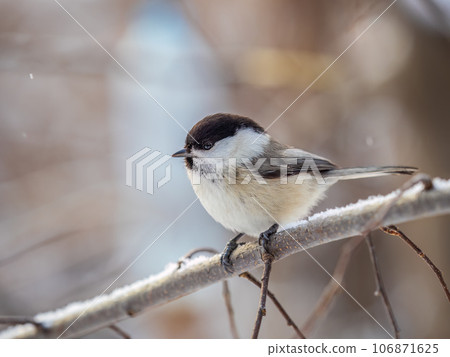 Cute bird the willow tit, song bird sitting on a branch without leaves in the winter. Cute bird the willow tit, song bird sitting on a branch without leaves in the winter. 106871625