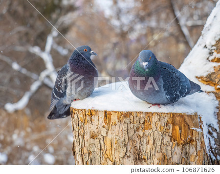 Two pigeons sitting on a branch with snow in winter. Two pigeons sitting on a branch with snow in winter. 106871626