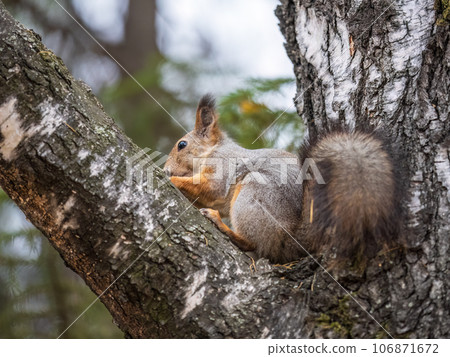 The squirrel with nut sits on tree in the autumn. Eurasian red squirrel, Sciurus vulgaris. 106871672