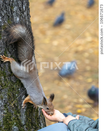 The boy feeds a squirrel with nuts from a hand in the wood 106871673