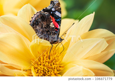 Indian red admiral butterfly, Vanessa vulcania, collects nectar on a yellow flower closeup. 106871779