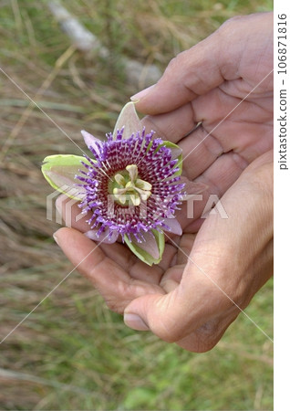 Close up of passion fruit flower - Passiflora 106871816